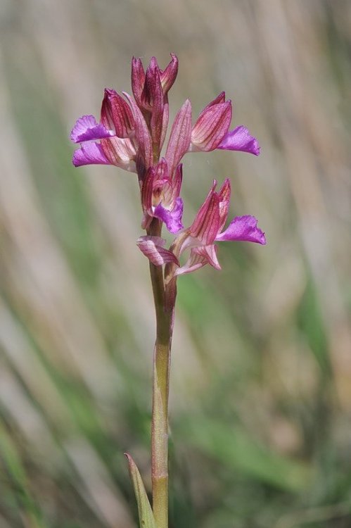 Anacamptis_papilionacea.jpg