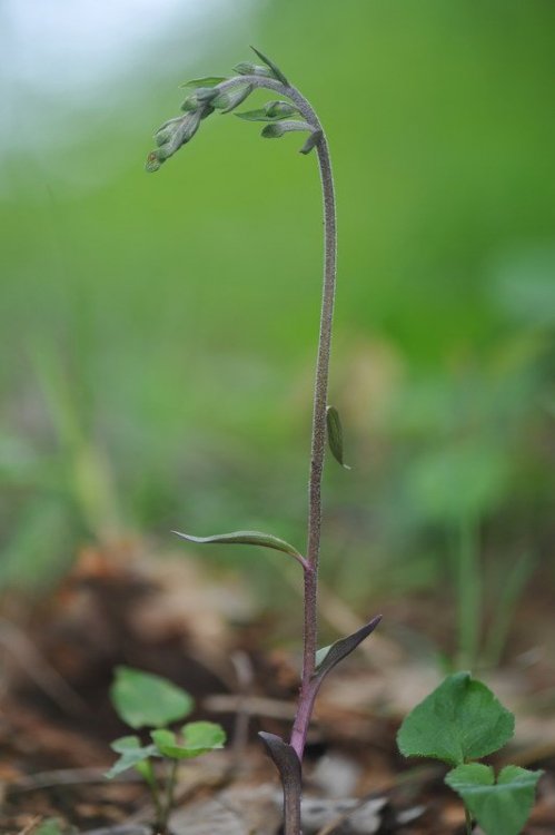 Epipactis_microphylla.jpg