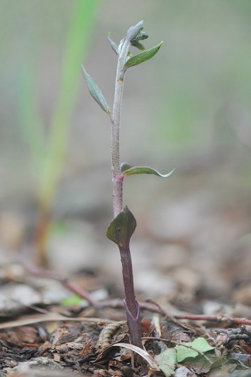 Epipactis_microphylla2.jpg