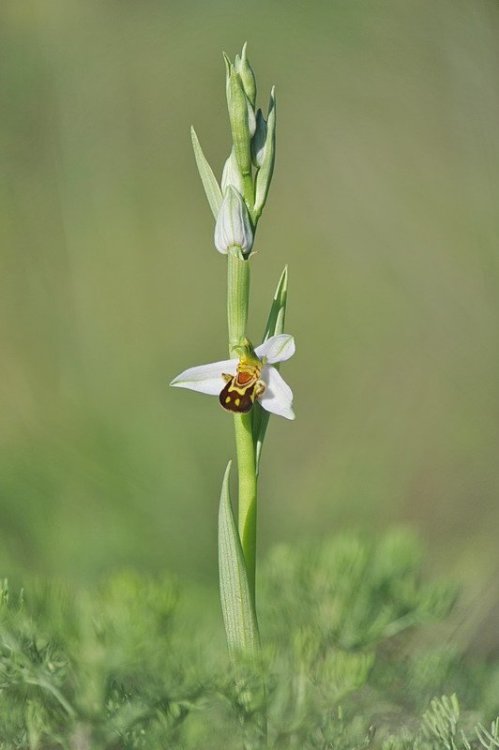 Ophrys_apifera1.jpg