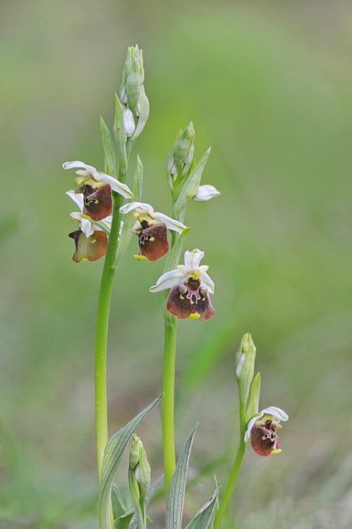 Ophrys_holosericea.jpg