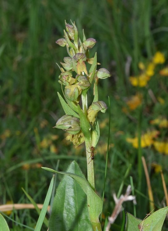 Dactylorhiza viridis (L.) R.M. Bateman, Pridgeon & M.W. Chase. 4.jpg