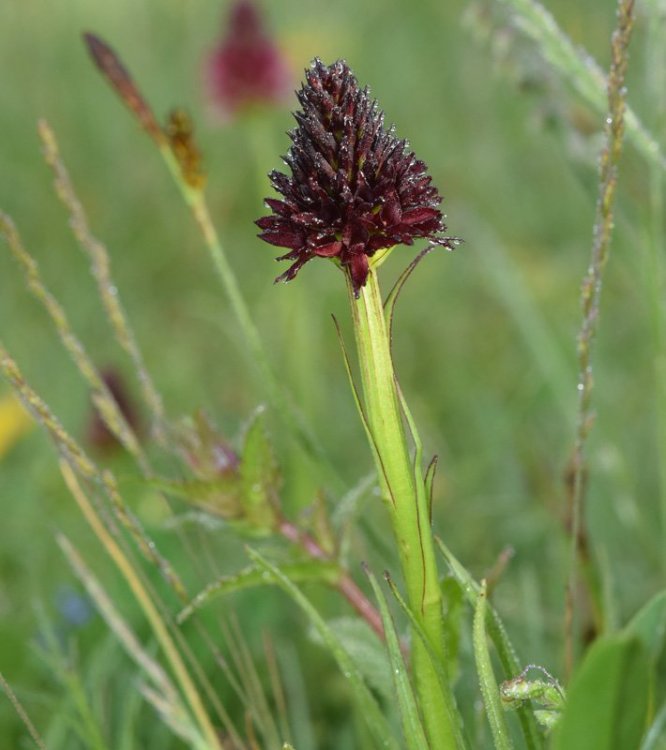 Nigritella nigra subsp. rhellicani (Teppner & E. Klein) H. Bauman, Kùnkele & L. Lorenz. 4.jpg