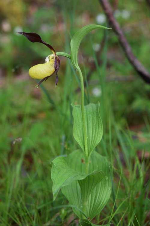 Cypripedium calceolus L. 1753. 1.jpg