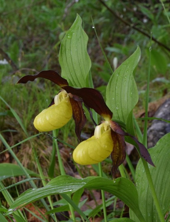 Cypripedium calceolus L. 1753. 4.jpg