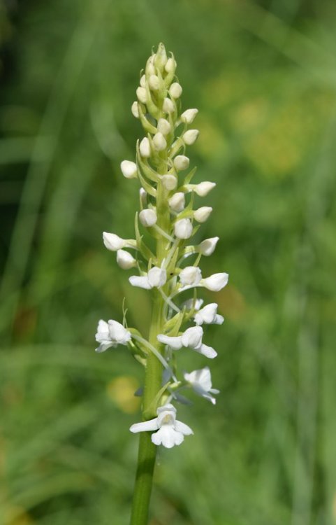 Gymnadenia conopsea (L.) R. Br. in W.T. Aiton 1813. apocromica 1.jpg