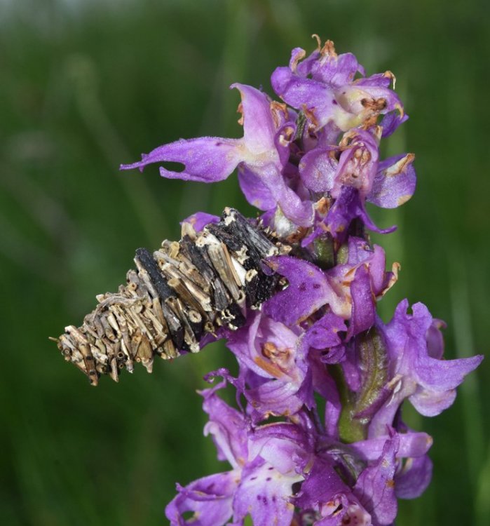 Orchis mascula subsp. speciosa (Mutel) Hegi 1909 con ospite. 2.jpg