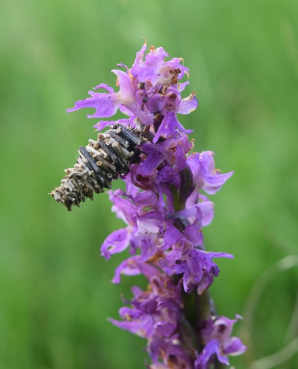 Orchis mascula subsp. speciosa (Mutel) Hegi 1909 con ospite. 1.jpg