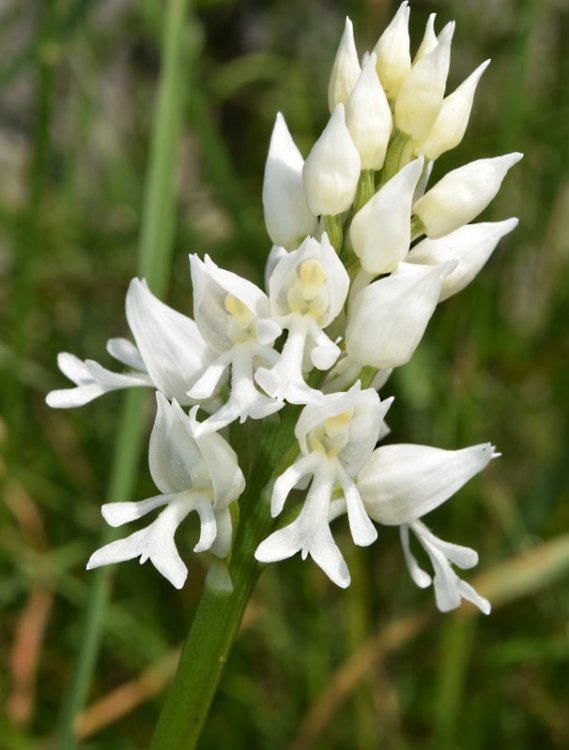 Orchis militaris L. 1753  apocromica. 3.jpg