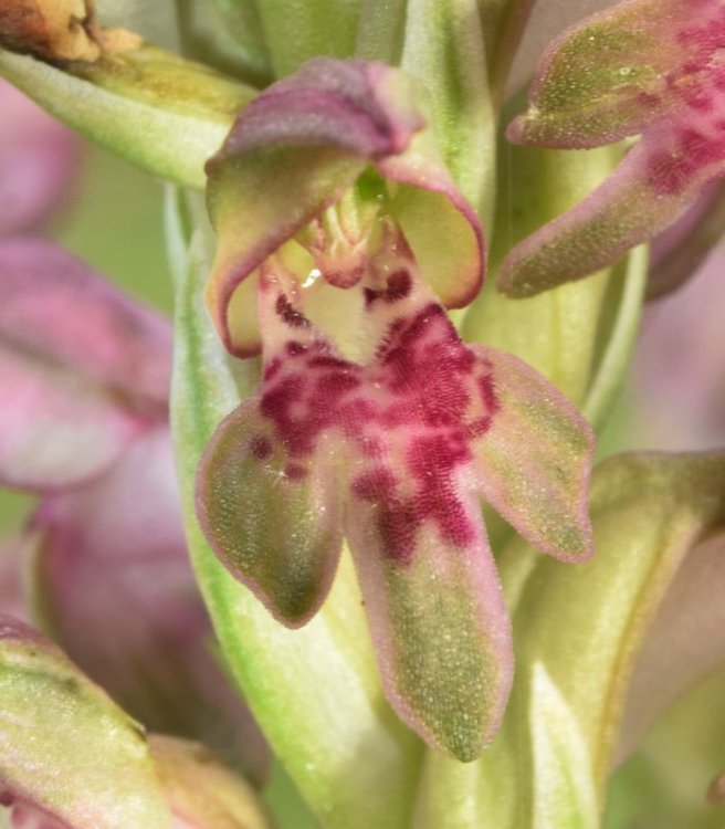 Anacamptis coriophora subsp. fragrans (Pollini) R.M. Bateman, Pridgeon & M.W. Chase 1997. 6.jpg