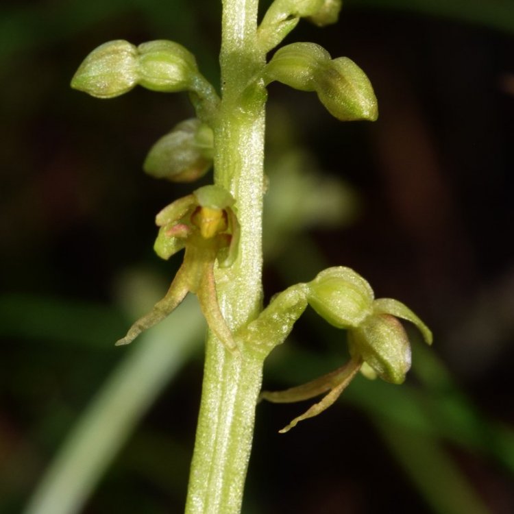 Listera cordata (L.) R. Br. in Aiton 1813. 3.jpg