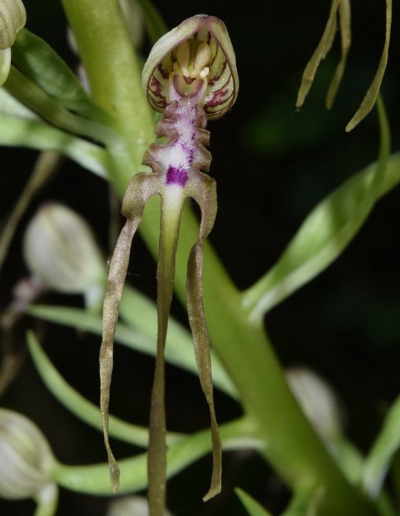 Himantoglossum adriaticum H. Baumann 1978. 5.jpg