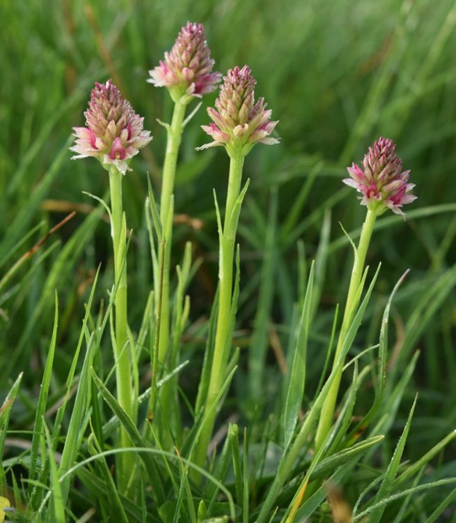 Nigritella nigra subsp. rhellicani (Teppner & E. Klein) H. Bauman, Kùnkele & L. Lorenz. 16.jpg