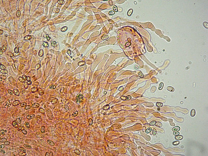 Hemipholiota oedipus 06 Cheilo 400x RC.jpg