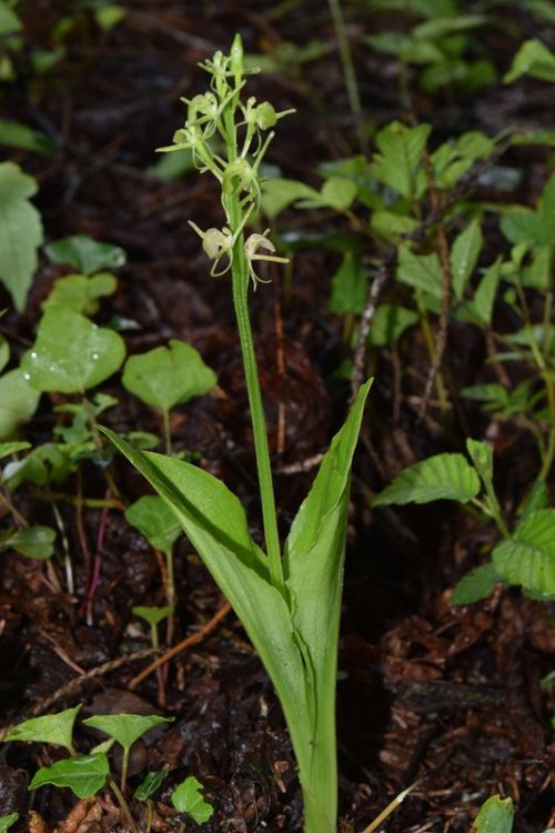 Liparis kumokiri subsp. nemoralis (Perazza,Decarli,Filippin,Bruna & Regattin) Perazza & Tsutsumi. 1.jpg
