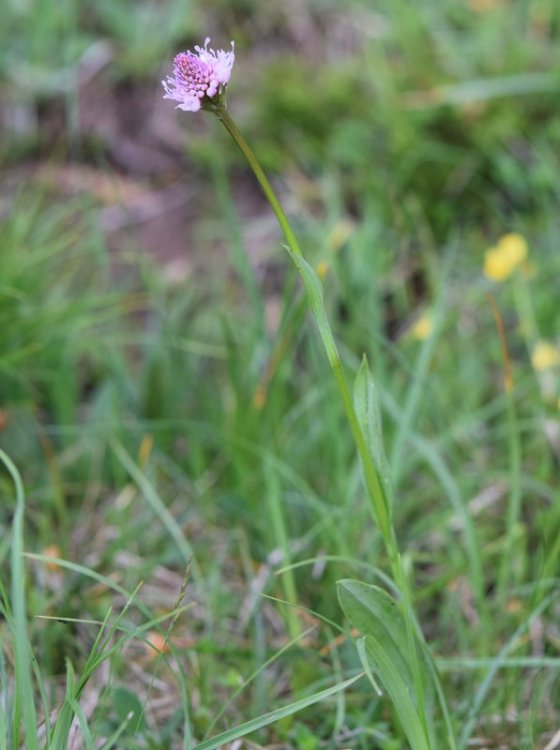 Traunsteinera globosa (L.) Richb. 1842. 2.jpg