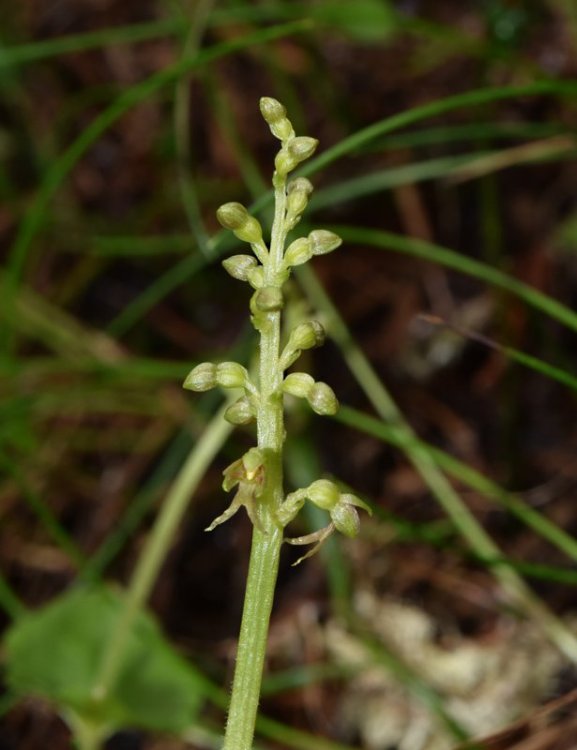 Listera cordata (L.) R. Br. in Aiton 1813. 2.jpg