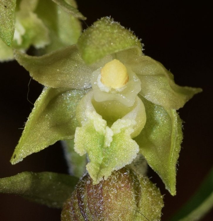 Epipactis microphylla (Ehrh.) Sw.1800. 3.jpg