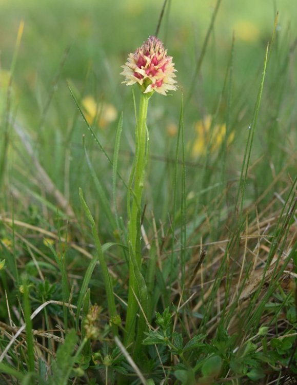 Nigritella nigra subsp. rhellicani (Teppner & E. Klein) H. Bauman, Kùnkele & L. Lorenz. 18.jpg