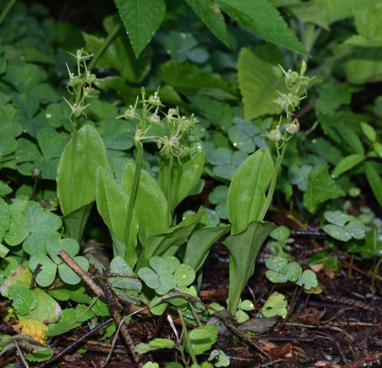 Liparis kumokiri subsp. nemoralis (Perazza,Decarli,Filippin,Bruna & Regattin) Perazza & Tsutsumi. 4.jpg