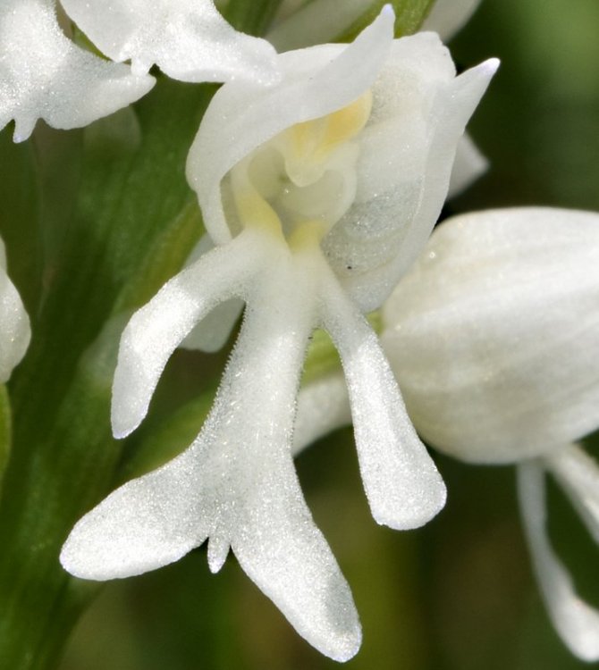 Orchis militaris L. 1753  apocromica. 4.jpg