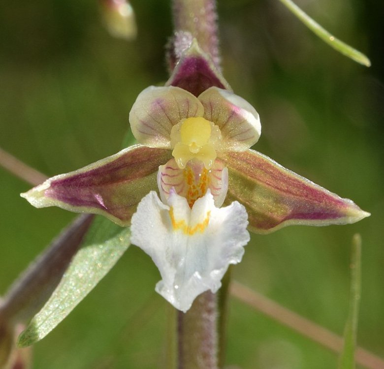 Epipactis palustris (L.) Crantz 1769. 7.jpg