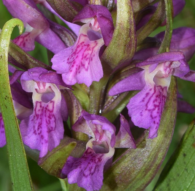 Dactylorhiza incarnata var. haematòdes 5.jpg