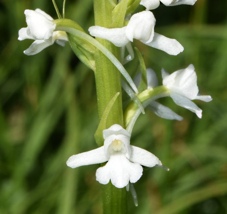 Gymnadenia conopsea (L.) R. Br. in W.T. Aiton 1813. apocromica 2.jpg