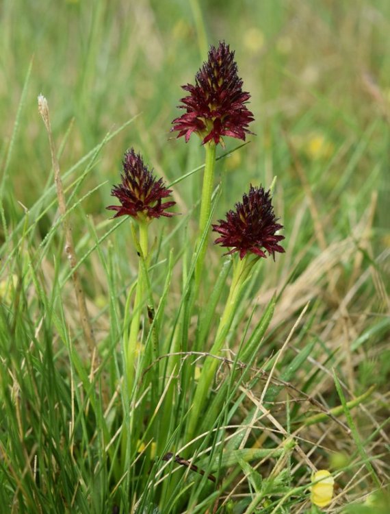 Nigritella nigra subsp. rhellicani (Teppner & E. Klein) H. Bauman, Kùnkele & L. Lorenz. 15.jpg