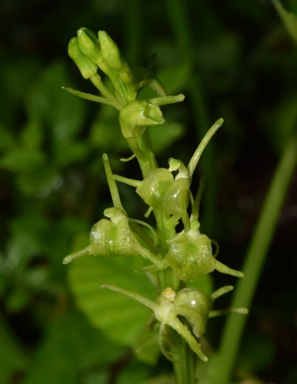 Liparis kumokiri subsp. nemoralis (Perazza,Decarli,Filippin,Bruna & Regattin) Perazza & Tsutsumi. 10.jpg