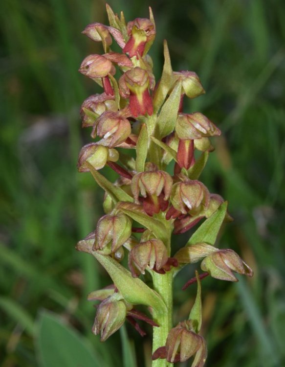 Dactylorhiza viridis (L.) R.M. Bateman, Pridgeon & M.W. Chase. 3.jpg