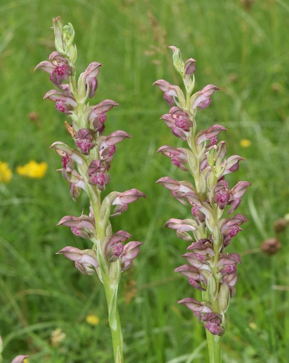 Anacamptis coriophora subsp. fragrans (Pollini) R.M. Bateman, Pridgeon & M.W. Chase 1997. 3.jpg