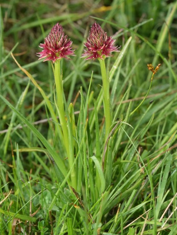 Nigritella nigra subsp. rhellicani (Teppner & E. Klein) H. Bauman, Kùnkele & L. Lorenz. 17.jpg