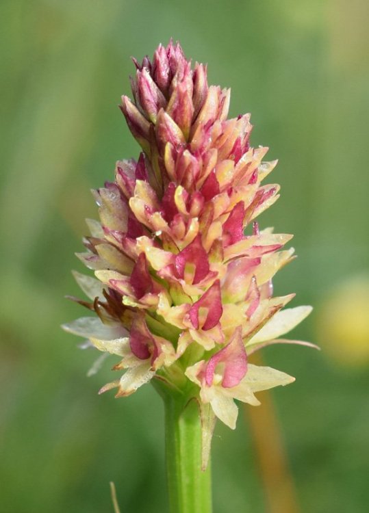 Nigritella nigra subsp. rhellicani (Teppner & E. Klein) H. Bauman, Kùnkele & L. Lorenz. 12.jpg