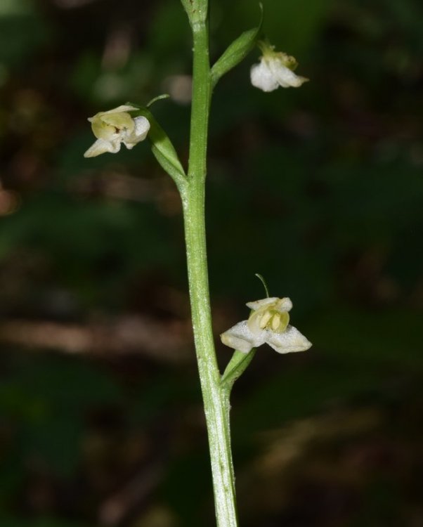 Platanthera bifolia subsp. bifolia (L.) Rich. 1817. Lusus 2.jpg
