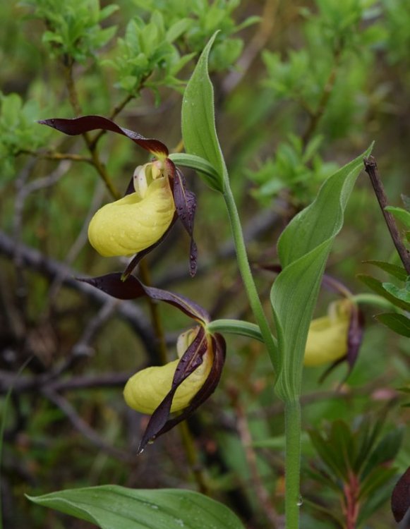 Cypripedium calceolus L. 1753. 8.jpg