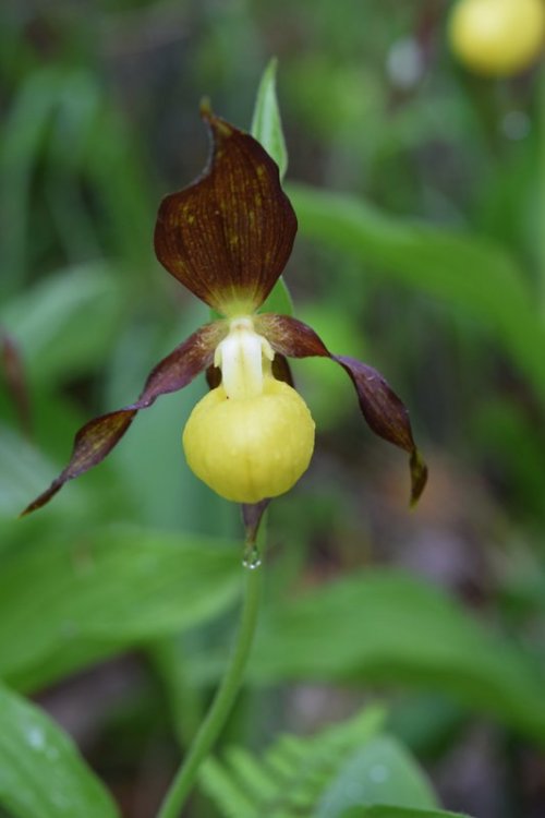 Cypripedium calceolus L. 1753. 6.jpg