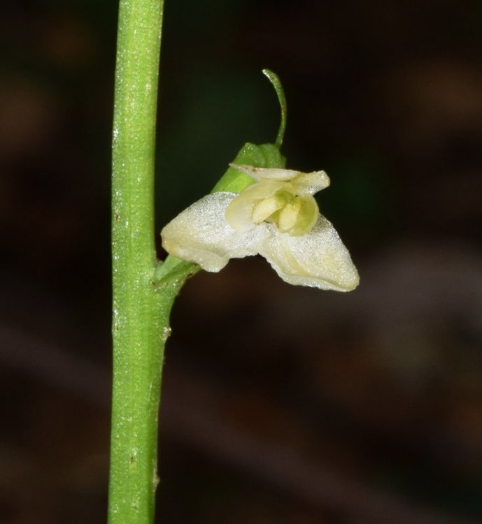 Platanthera bifolia subsp. bifolia (L.) Rich. 1817. Lusus 3.jpg
