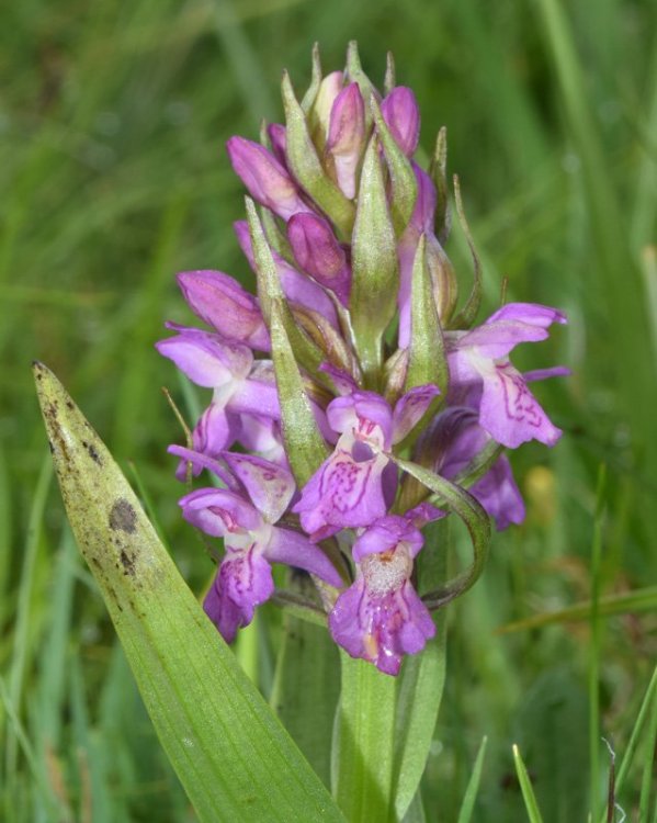 Dactylorhiza incarnata var. haematòdes 3.jpg