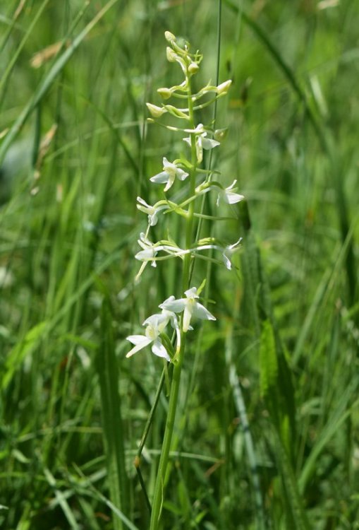 Platanthera bifolia subsp. bifolia (L.) Rich. 1817. 2.jpg