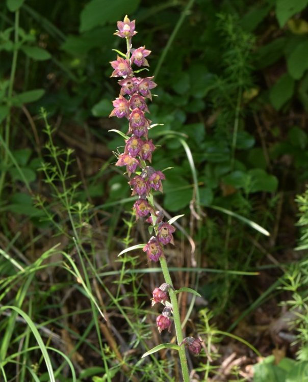 Epipactis atrorubens (Hoffm.) Besser 1809. 2.jpg