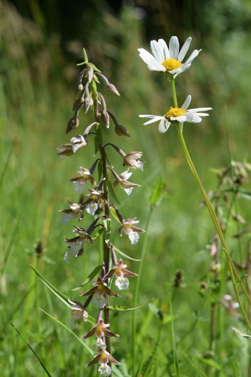 Epipactis palustris (L.) Crantz 1769. 1.jpg