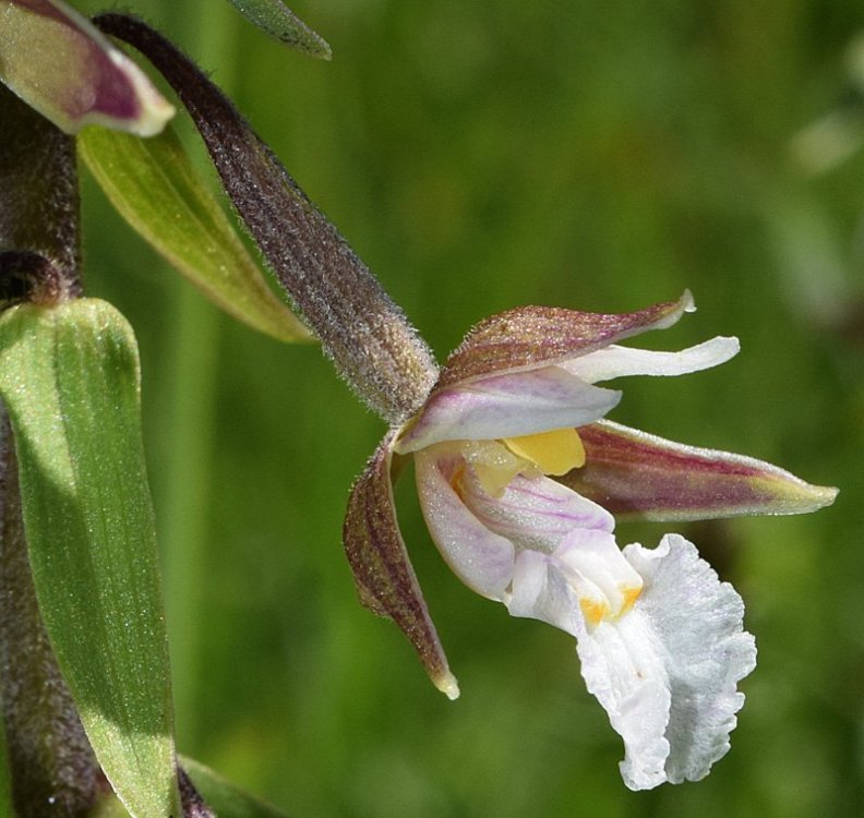 Epipactis palustris (L.) Crantz 1769. 3.jpg