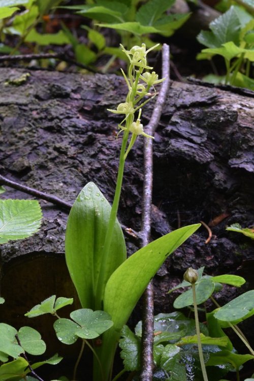 Liparis kumokiri subsp. nemoralis (Perazza,Decarli,Filippin,Bruna & Regattin) Perazza & Tsutsumi. 11.jpg