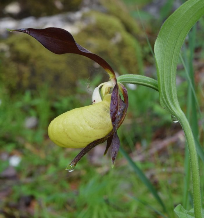 Cypripedium calceolus L. 1753. 2.jpg