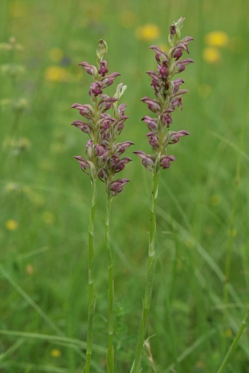 Anacamptis coriophora subsp. fragrans (Pollini) R.M. Bateman, Pridgeon & M.W. Chase 1997. 1.jpg