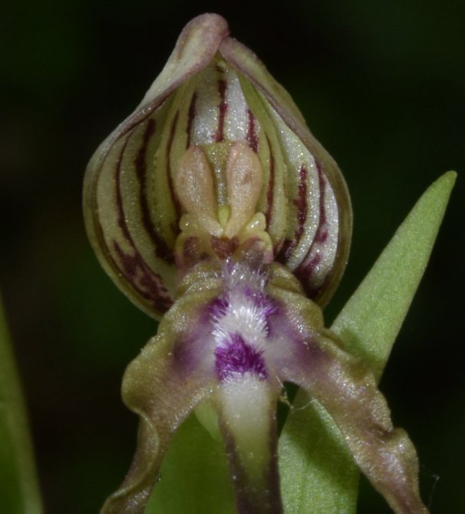 Himantoglossum adriaticum H. Baumann 1978. 4.jpg