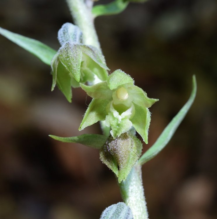 Epipactis microphylla (Ehrh.) Sw.1800. 2.jpg