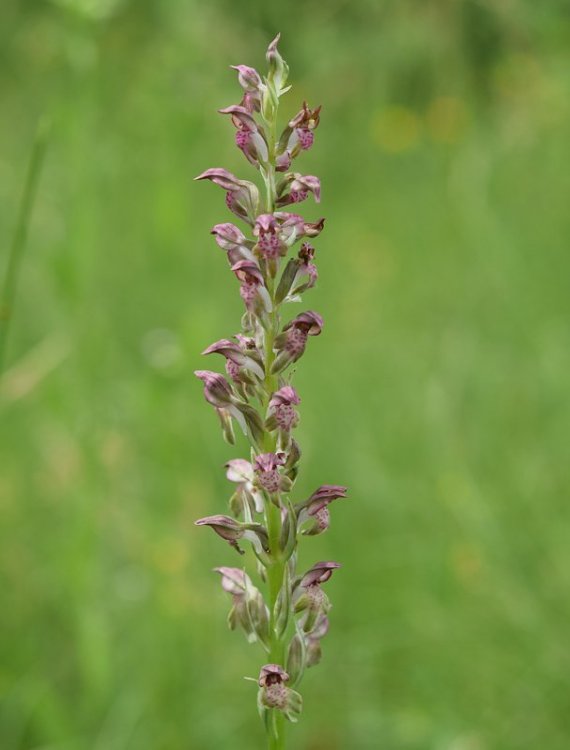 Anacamptis coriophora subsp. fragrans (Pollini) R.M. Bateman, Pridgeon & M.W. Chase 1997. 4.jpg