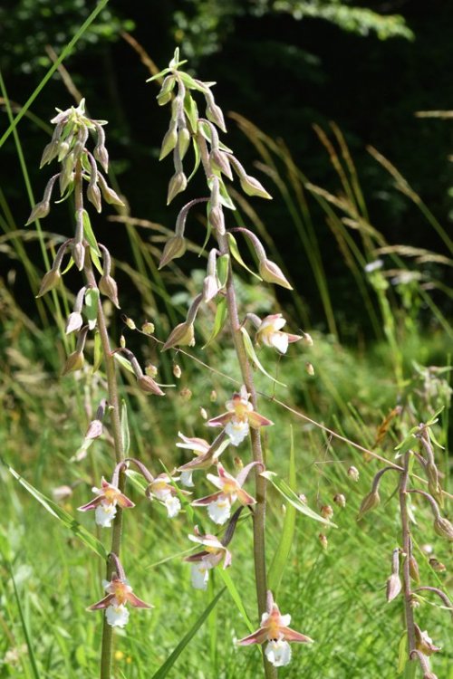 Epipactis palustris (L.) Crantz 1769. 6.jpg